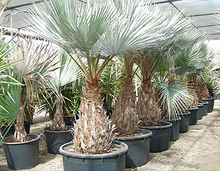 mexican blue palm
